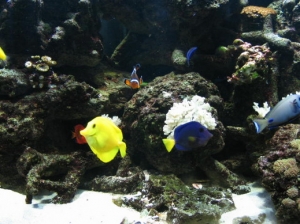 Oceanic 144