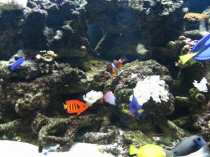 Oceanic 144