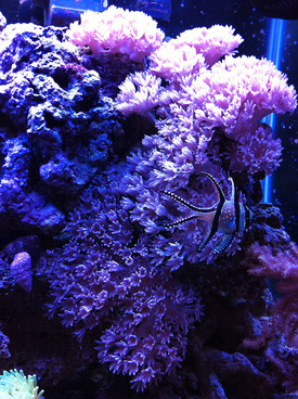 pom pom coral