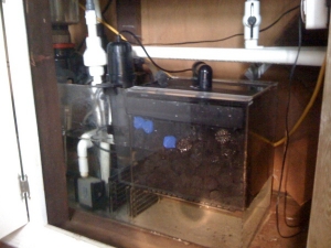 Right side of Sump, Return pumps and many bio balls yay.