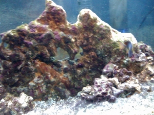 Awesome center piece rock
h16"x18'lx4'w