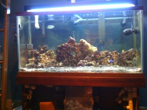 Tank Stand is turned around for better access to sump (not up and running yet)