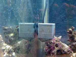 Rio 800 power head circulates back of tank