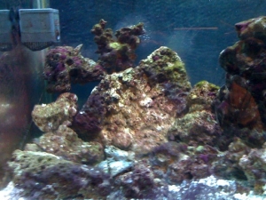 I call this part of the tank the chill out zone haha