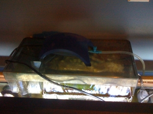 Aquaclear 110 HOB filter and air supply to protein skimmer