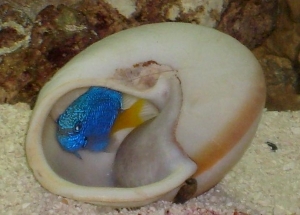 Yellow tail Damsel in his favorite spot