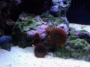 Not sure what these are