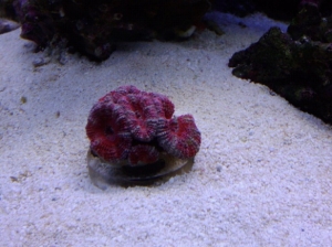 my first coral