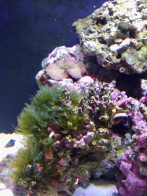 not sure about the green algae? crabs wont eat it