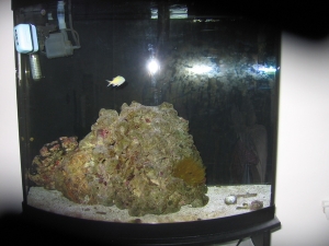 My tank. Sorta dirty. Need to vacuum gravel/sand. Starting to get red algae growth. Considering adding one more piece of rock to fill the right corner, but I like having a bit of a sand box exposed...