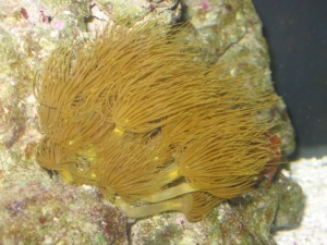 seems that the bottom is starting to pull up and apart from its base on some of these guys. Also notice what I believe to be brown algae growing around the lower parts on some of them...
