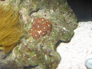 two new pieces added, my first corals.