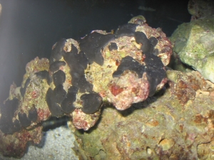 I love this rock because of the deep red colors. not sure what I think of the black sponges. Also more common on the other side is beige colored sponge. It's good for the water right?