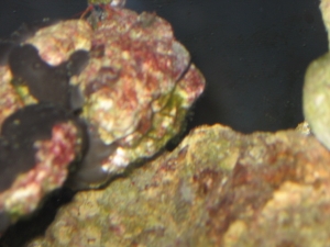 The green on the right side of rock (sponges on it) towards the underneath, this green looks like hair algae but it's more of short grass that doesn't move with current...