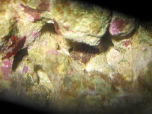 In the center there is some type of brown moss growing. Nasty looking stuff.