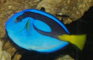 Blue Hippo Tang