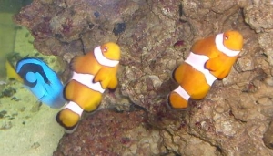 Dancing Clowns