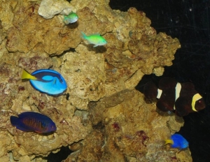 Fishes