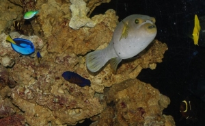 Fishes 2