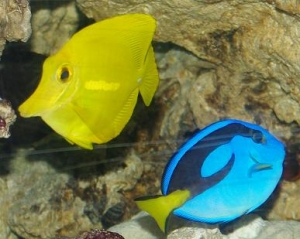 Two Tangs