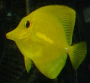 Yellow Tang two