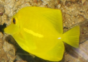 Yellow Tang