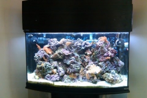 46 gallon bow front.