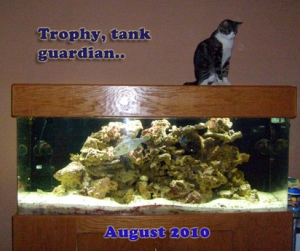 Trophy