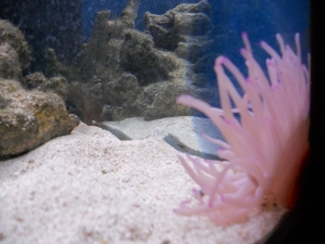 my new Condy Anemone