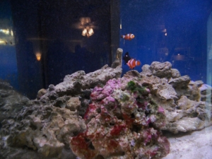 SW tank which contain live rock, live sand, 4 fish, one star fish, an anemone & 2 peppermint shrimp