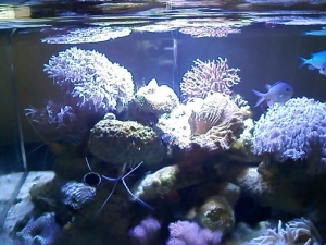 xenia is thriving  july 18th 2010 was start date