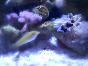 the clown loves greenie wrasse :)