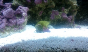 Hermit crab ...alias ...GHA
