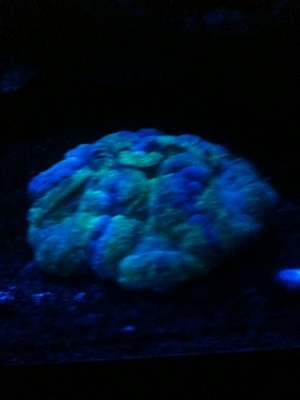First Brain coral!