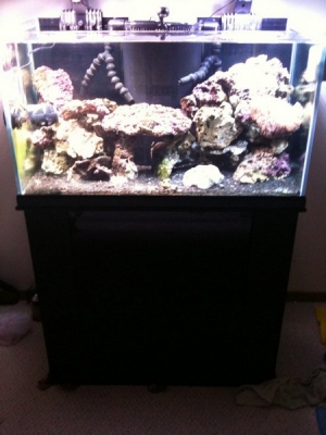 57 gal, illuminata rimless, proflex 2 sump, 2 150w metal halide, coralife 125g skimmer,