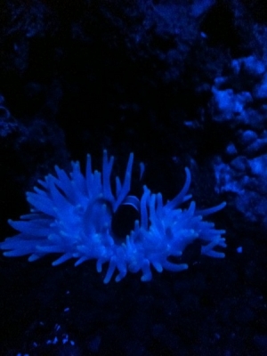 Maroon Clown, with Long Tentacle