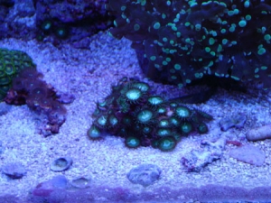 green zoas