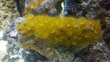 Yellow Polyps