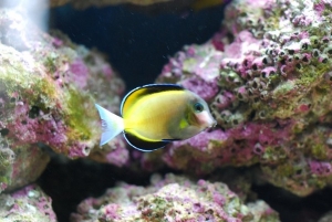 Powder Brown Tang
