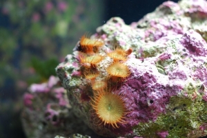 Zoas