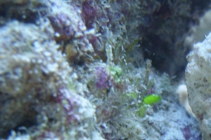 plant zoom