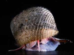 This yet unnamed hairy snail (above) was found in a deep-sea volcano of the coast of Japan, in a hydrothermal vent of high temperature and “eternal darkness”.