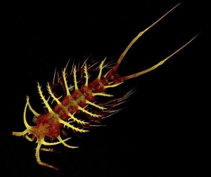 Thank goodness Ceratonotus steiningeri is only half a millimeter long.