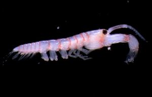 This 1.3cm long Australian shrimp (above), found on a reef, is raised in a pouch, kangaroo style.