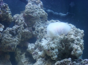 shrimp before I put it in a bag, it got all bloated and nasty! Turned the rock under it black...