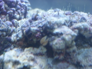 maybe clam?
