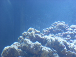 maybe hair algae?