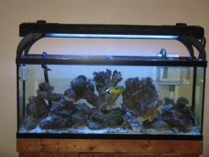 fish1