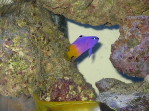 fish2