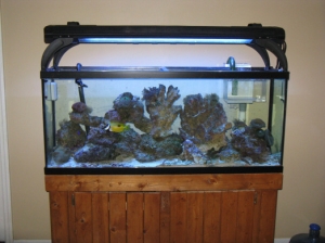 fish3